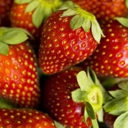 thumbnail for publication: An Overview of Strawberry Production in Mexico